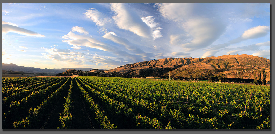 NZ Vineyard Landscapes